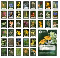 cartas florales: las 38 flores descubiertas por el dr. edward bach (estuche: cartas + libro)-edward bach-9788493220532